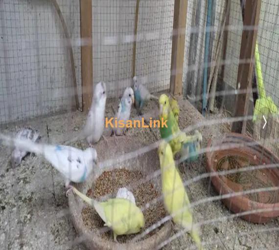 Australian Parrots Urgent Sale