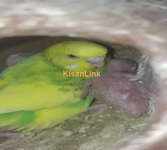 Australian Parrots Urgent Sale