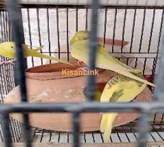 Australian Parrots with Cage