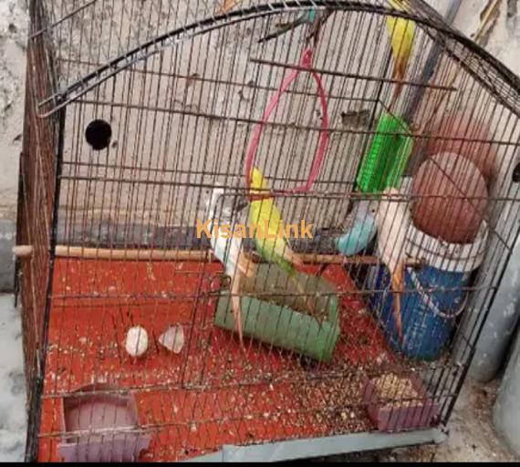 Australian Parrots with Cage