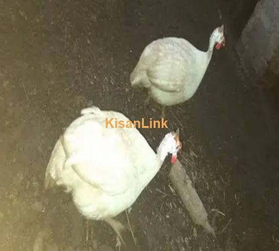 white chakor guinea fowl male