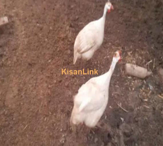 white chakor guinea fowl male