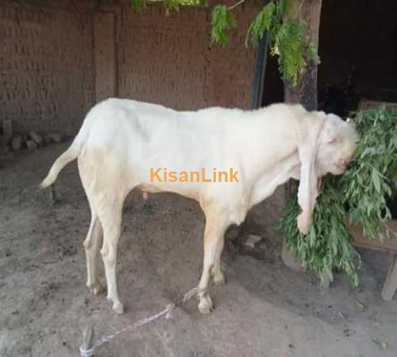 goat for sale