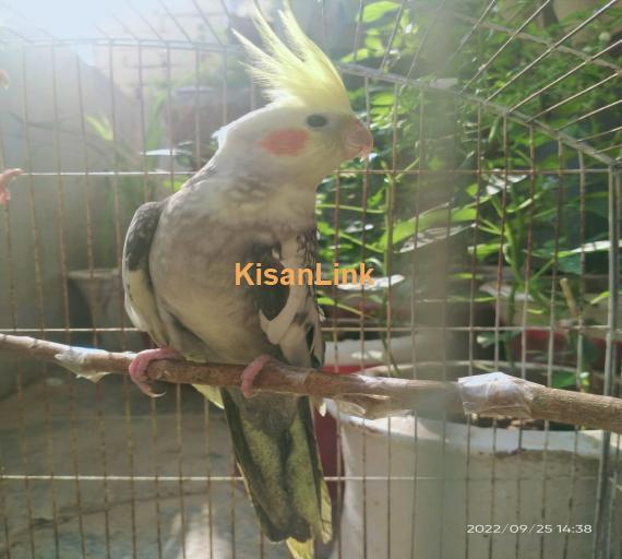 Grey Pied Cockatiel