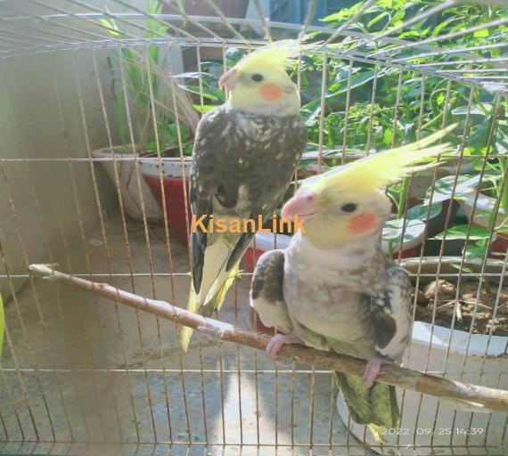 Grey Pied Cockatiel