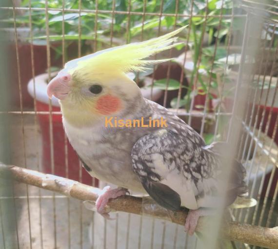 Grey Pied Cockatiel