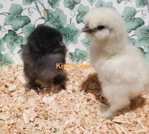 silkie chicks