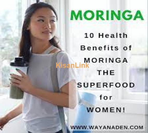 Australian MOMAX-3 Moringa (Sohanjna) Fresh Seed Rs.500 For Sale
