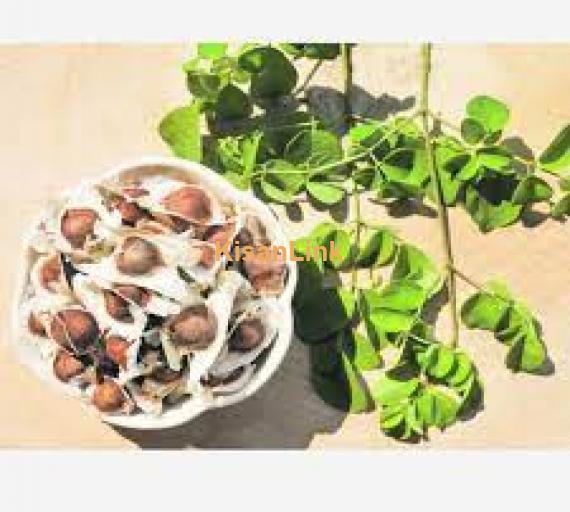 Australian MOMAX-3 Moringa (Sohanjna) Fresh Seed Rs.500 For Sale