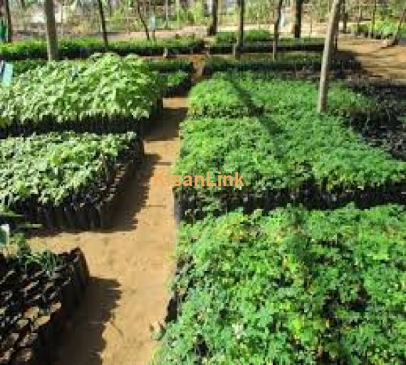 Australian MOMAX-3 Moringa (Sohanjna) Fresh Seed Rs.500 For Sale