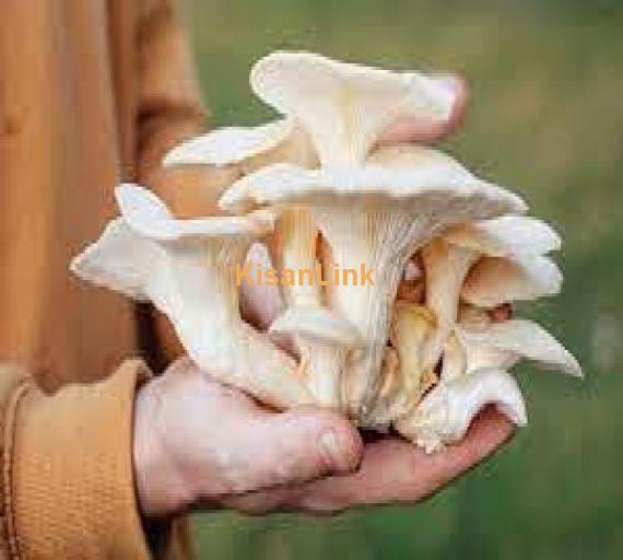 Mushroom Spawn (seeds) sale  in Pakistan. Rs.1000