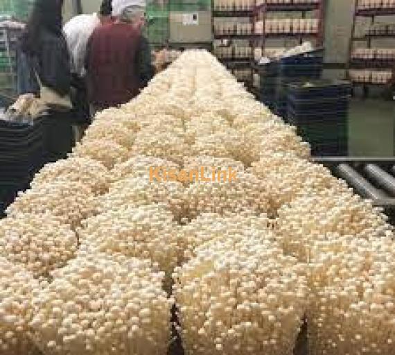 Mushroom Spawn (seeds) sale  in Pakistan. Rs.1000