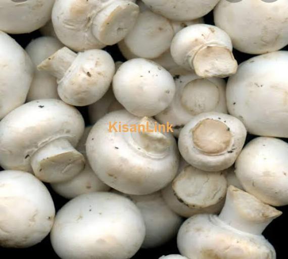 Mushroom Spawn (seeds) sale  in Pakistan. Rs.1000