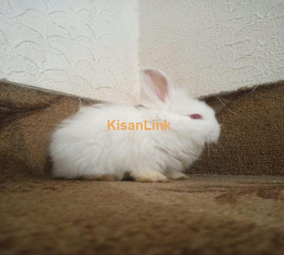 Pure breed of English Angora available or sale