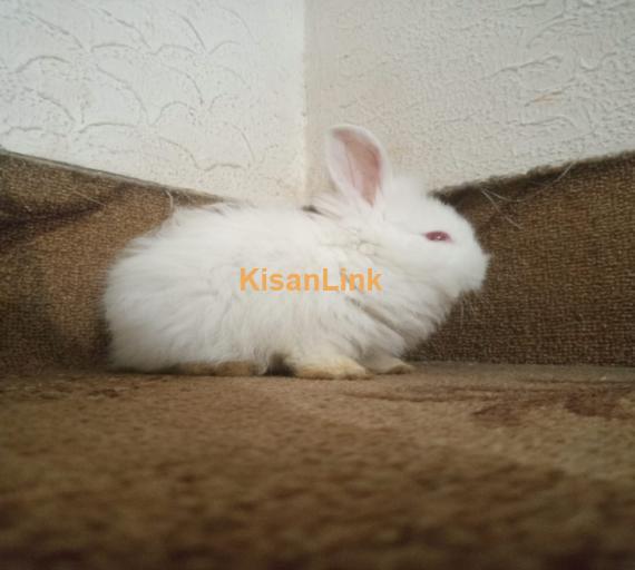 Pure breed of English Angora available or sale