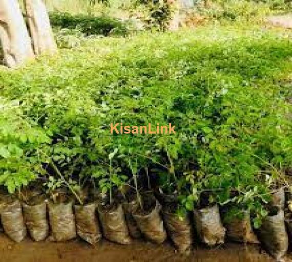Moringa planta for sale Rs:300/plant delivery nation wide