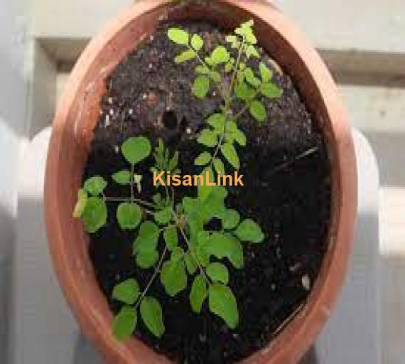 Moringa planta for sale Rs:300/plant delivery nation wide