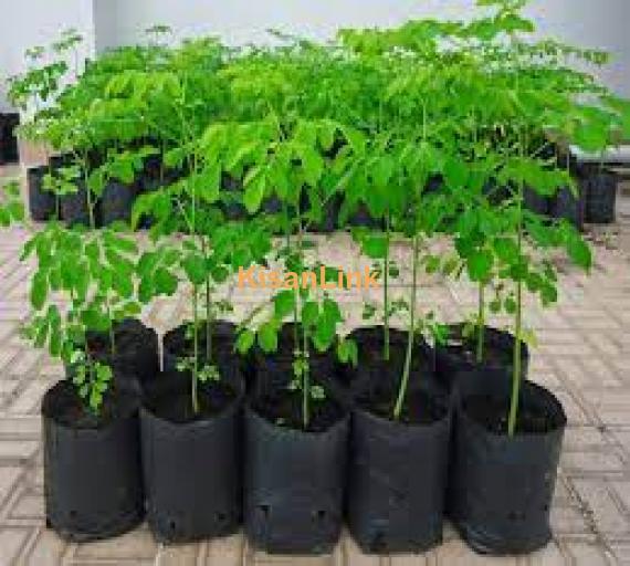 Moringa planta for sale Rs:300/plant delivery nation wide