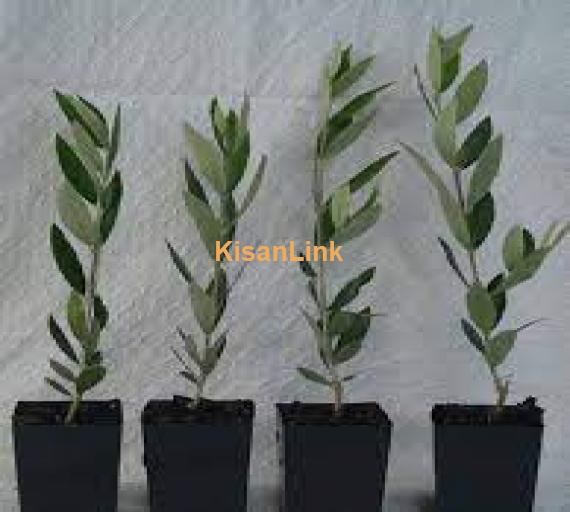 Olive plants for sale Rs:500/plant delivery nation wide