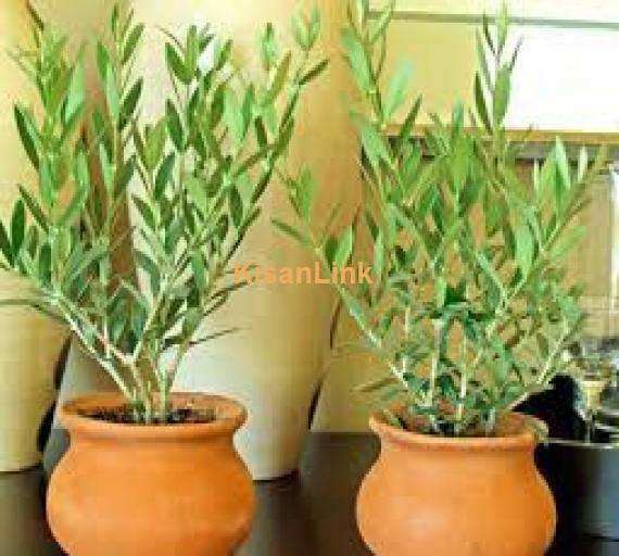 Olive plants for sale Rs:500/plant delivery nation wide