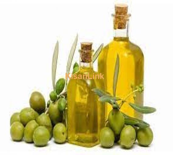 Olive plants for sale Rs:500/plant delivery nation wide