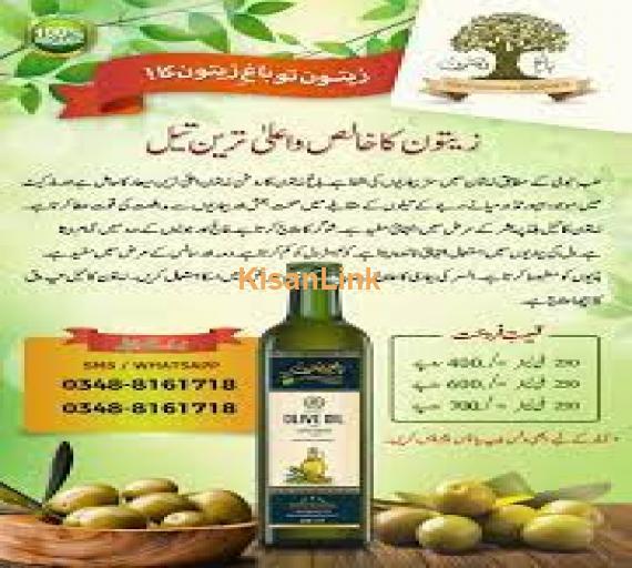 Olive plants for sale Rs:500/plant delivery nation wide