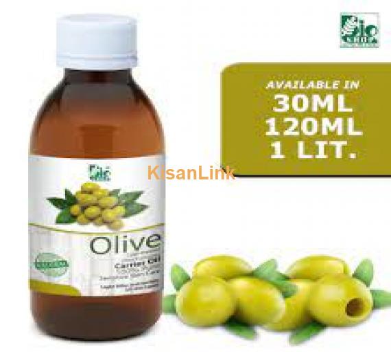 Olive plants for sale Rs:500/plant delivery nation wide