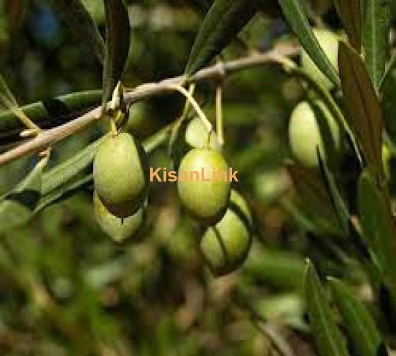 Olive plants for sale Rs:500/plant delivery nation wide