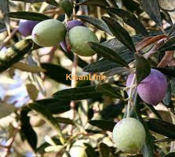 Olive plants for sale Rs:500/plant delivery nation wide