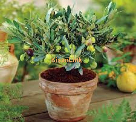 Olive plants for sale Rs:500/plant delivery nation wide