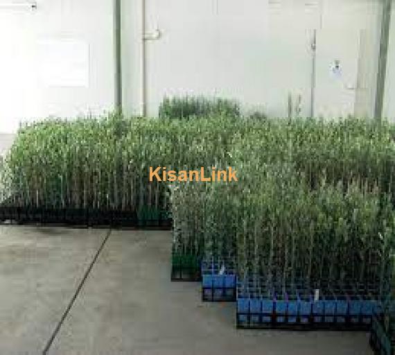 Olive plants for sale Rs:500/plant delivery nation wide