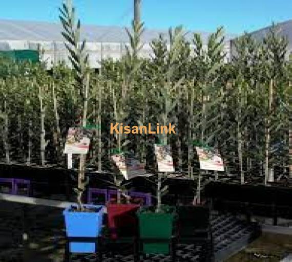 Olive plants for sale Rs:500/plant delivery nation wide