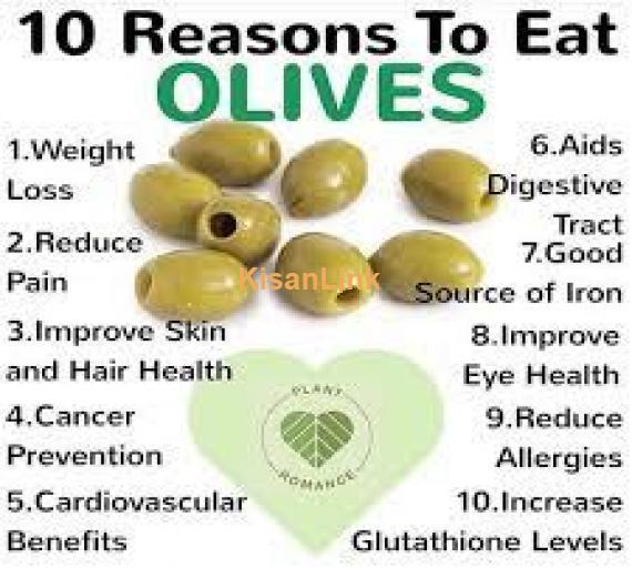 Olive plants for sale Rs:500/plant delivery nation wide