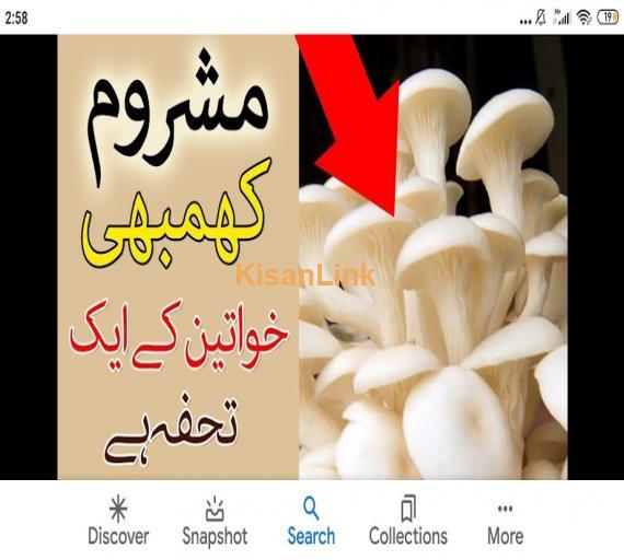 Mushroom Spawn (seeds) sale  in Pakistan. Rs.1000