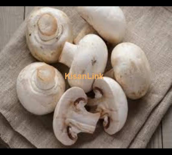 Mushroom Spawn (seeds) sale  in Pakistan. Rs.1000