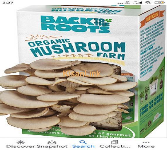 Mushroom Spawn (seeds) sale  in Pakistan. Rs.1000