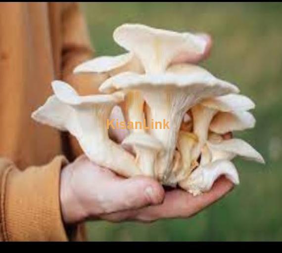 Mushroom Spawn (seeds) sale  in Pakistan. Rs.1000