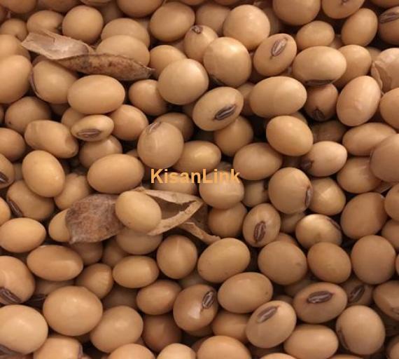 quality soybeans for sale. whatsap +255742638024