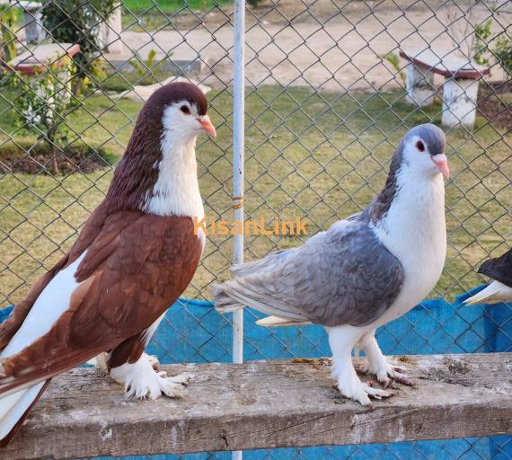 Fancy Pigeons / Dakhni Teetar / Love Birds - All setup for sale