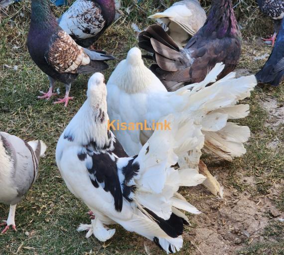 Fancy Pigeons / Dakhni Teetar / Love Birds - All setup for sale