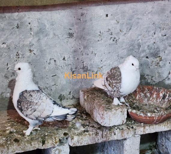 Fancy Pigeons / Dakhni Teetar / Love Birds - All setup for sale