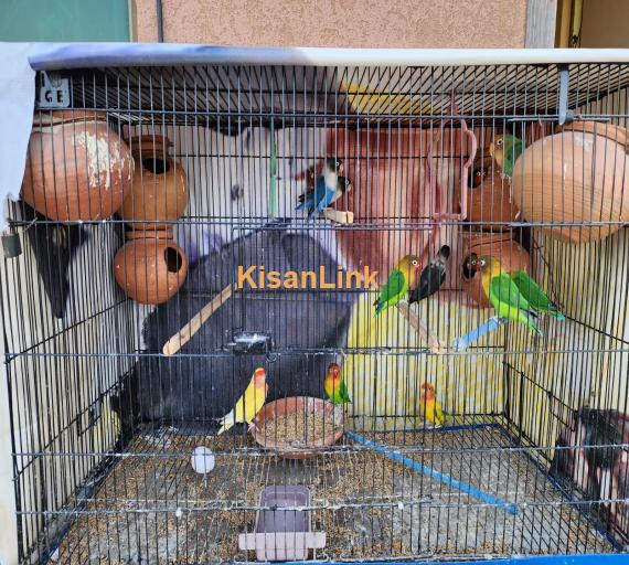 Fancy Pigeons / Dakhni Teetar / Love Birds - All setup for sale