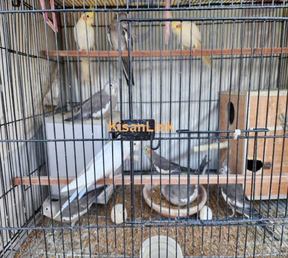 Fancy Pigeons / Dakhni Teetar / Love Birds - All setup for sale