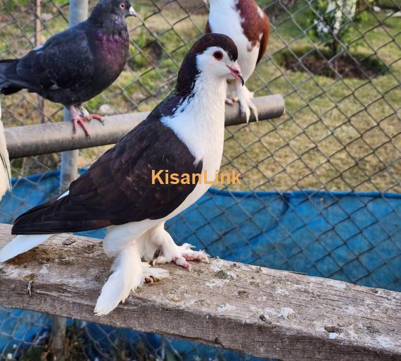 Fancy Pigeons / Dakhni Teetar / Love Birds - All setup for sale