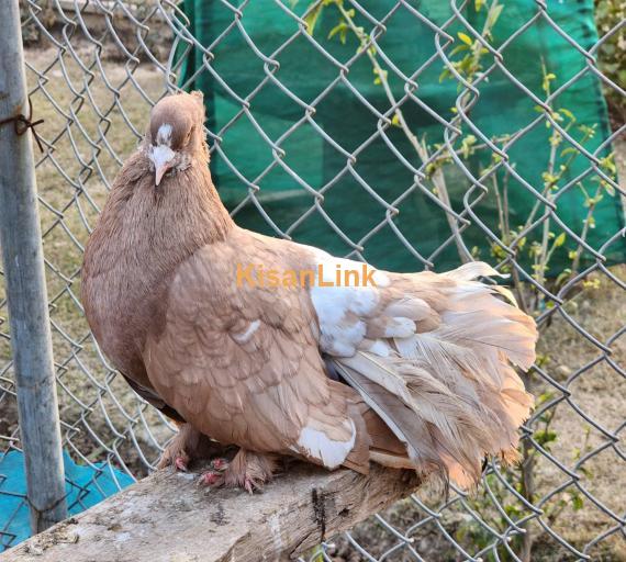 Fancy Pigeons / Dakhni Teetar / Love Birds - All setup for sale