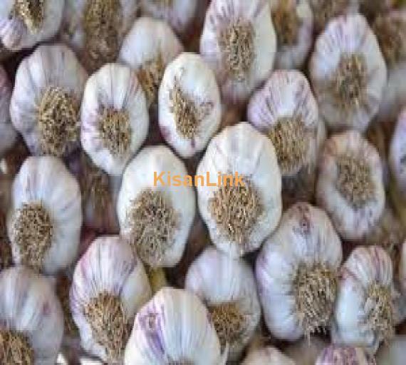 Garlic