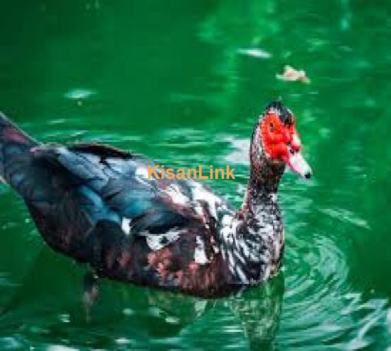 Muscovy Ducks (Pair)