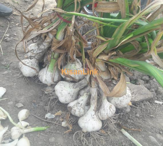 G1 Garlic For Sale