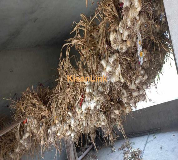 SALE- Dry G1 Narc Garlic Seed, Sukha ho lehsan beaj ! 03214382443 .