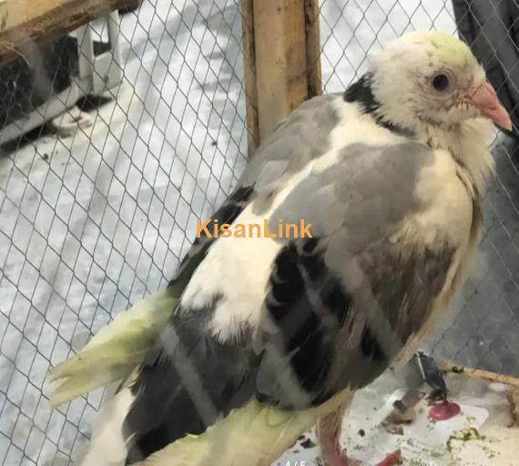 Two pigeons with cage